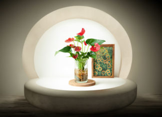 3 Lucky Aquarium Plants to Boost Your Wealth