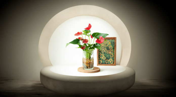 3 Lucky Aquarium Plants to Boost Your Wealth