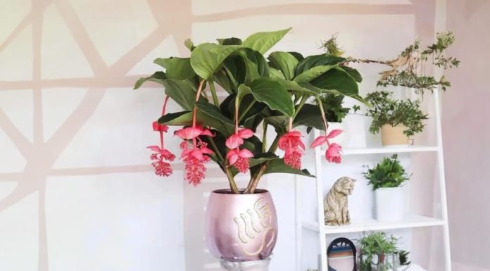 Think twice before planting these 5 beautiful but short-lived flowers