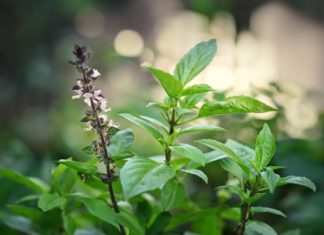 The amazing beauty benefits of basil: natural herb, anti-inflammatory, and anti-aging properties.