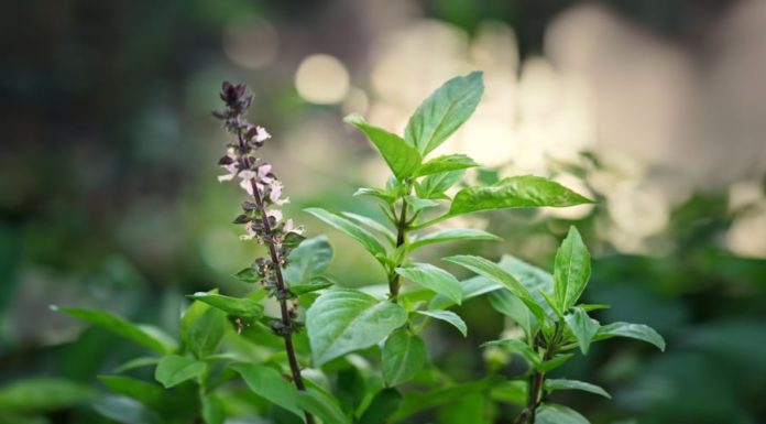 The amazing beauty benefits of basil: natural herb, anti-inflammatory, and anti-aging properties.