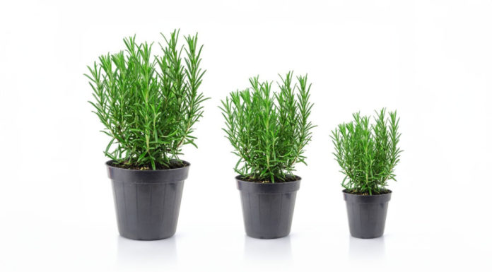 Break a branch of thyme into the soil, get a new pot of plants in 3 weeks, quickly have an attractive thyme garden that draws fortune