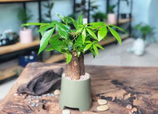 A 2-year-old grows a Money Tree like a Flying Tiger, bringing abundant luck