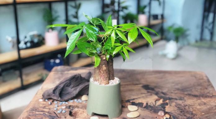 A 2-year-old grows a Money Tree like a Flying Tiger, bringing abundant luck