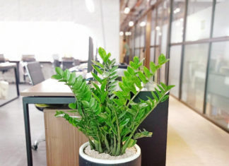 Planting a Fortune: The Secret to Wealth for those with these 2 Chinese Zodiac Signs