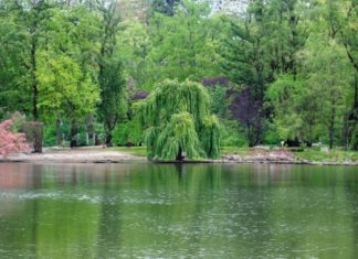 Ancestors warned against growing these 5 plants at home for fear of family decline and ruin