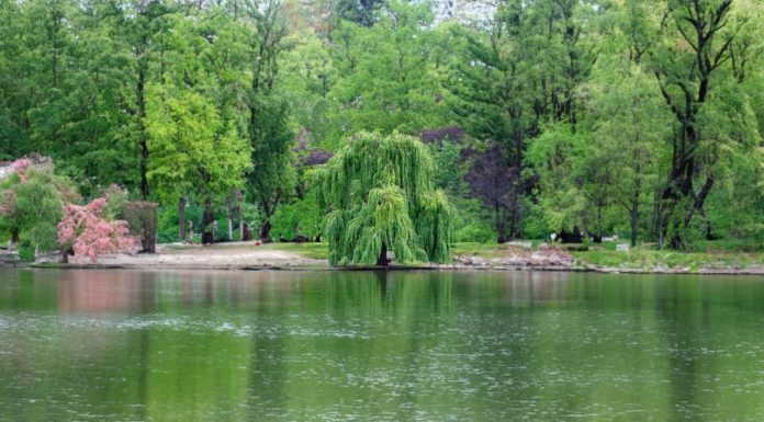 Ancestors warned against growing these 5 plants at home for fear of family decline and ruin
