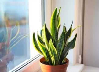 Favorite Plant: Tiger’s Tongue – Blooms abundantly with watering once every two months, bringing good luck into the home.