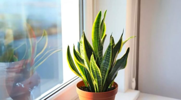 Favorite Plant: Tiger’s Tongue – Blooms abundantly with watering once every two months, bringing good luck into the home.