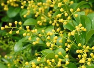 Does planting a lucky tree in front of your house help attract wealth?