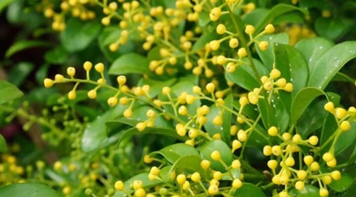 Does planting a lucky tree in front of your house help attract wealth?