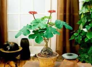 Should You Plant Corn in Your Front Yard? Important Factors for Corn Lovers to Consider