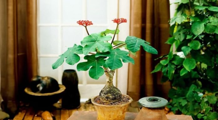 Should You Plant Corn in Your Front Yard? Important Factors for Corn Lovers to Consider