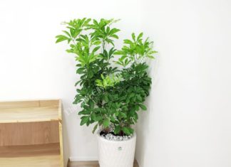 What is the plant that many people grow to increase wealth and health? Can ngu gia bi be grown indoors?