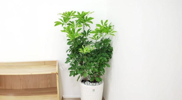 What is the plant that many people grow to increase wealth and health? Can ngu gia bi be grown indoors?