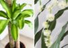 Prepare for the upcoming Lunar New Year with these 5 indoor plants that suddenly bloom, indicating good fortune.