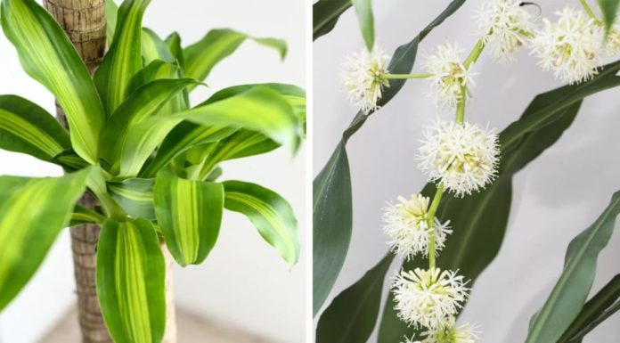 Prepare for the upcoming Lunar New Year with these 5 indoor plants that suddenly bloom, indicating good fortune.