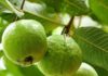 Should you plant a guava tree in front of your house?