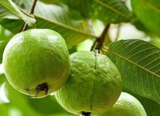 Should you plant a guava tree in front of your house?