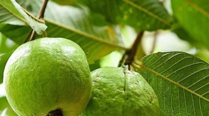 Should you plant a guava tree in front of your house?