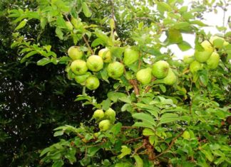 Planting guava trees in front or behind the house? Be careful not to invite “Peach Blossom Luck, White Tiger Malicious Energy” to scatter prosperity.