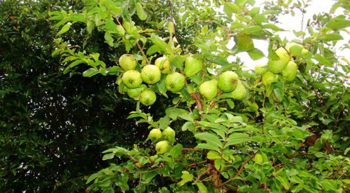 Planting guava trees in front or behind the house? Be careful not to invite “Peach Blossom Luck, White Tiger Malicious Energy” to scatter prosperity.