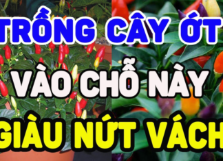 Can You Grow Spicy Peppers in Your Front Yard? Do They Bring Good Luck or Bad Luck?