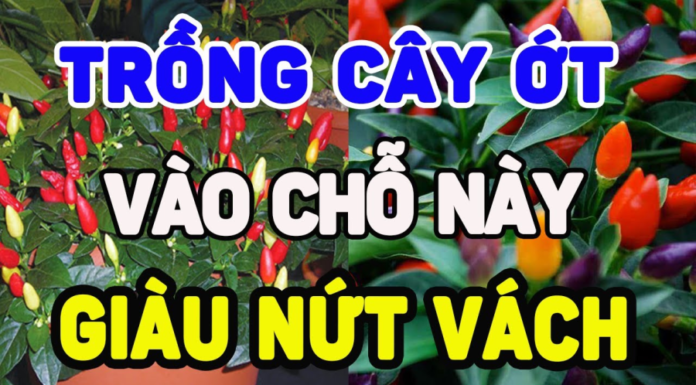 Can You Grow Spicy Peppers in Your Front Yard? Do They Bring Good Luck or Bad Luck?