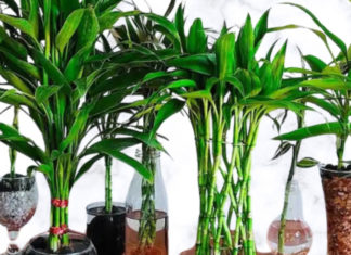 Transporting lucky plants to reverse bad luck, plant a fortune-changing plant to bring prosperity and abundance into your home.