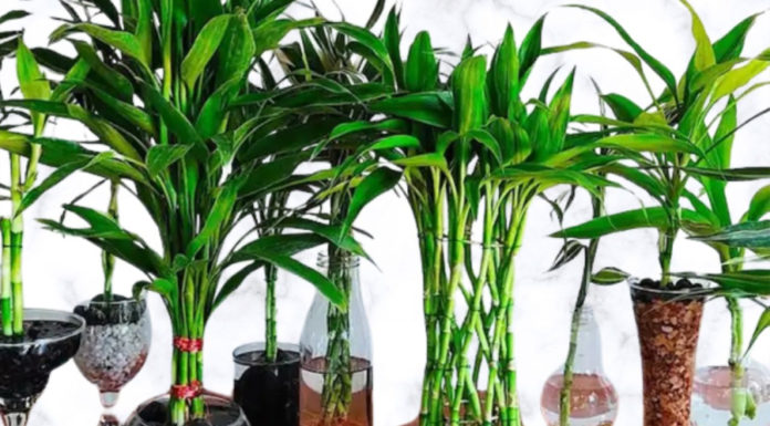 Transporting lucky plants to reverse bad luck, plant a fortune-changing plant to bring prosperity and abundance into your home.