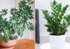5 Lucky Feng Shui Trees – Bring Wealth and Prosperity by Placing One in the Living Room, Attracting Abundance Like Water