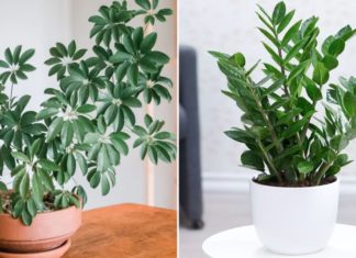 5 Lucky Feng Shui Trees – Bring Wealth and Prosperity by Placing One in the Living Room, Attracting Abundance Like Water