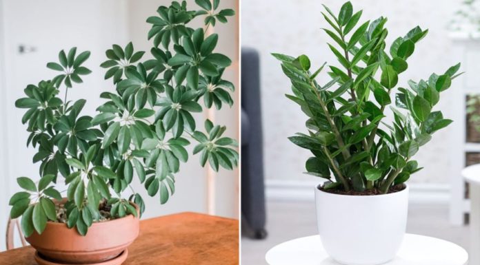 5 Lucky Feng Shui Trees – Bring Wealth and Prosperity by Placing One in the Living Room, Attracting Abundance Like Water