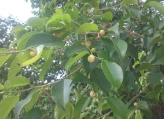 Should we plant a silk tree in front of our house?