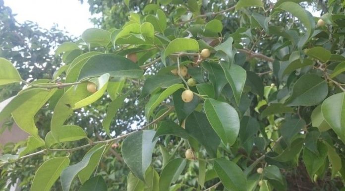 Should we plant a silk tree in front of our house?