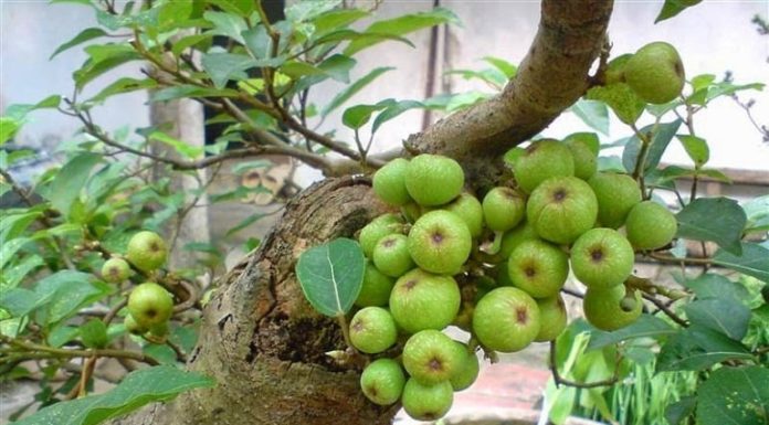 Feng Shui: Optimal Placement for Prosperity – Planting Sung Tree in Front or Back of the House