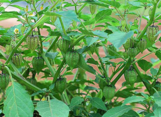 Cooling greens: The natural, detoxifying facial mask that nourishes and revitalizes your skin with safe, non-toxic ingredients!