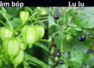 Delicious and nutritious tamarind leaves: tips and tricks for housewives