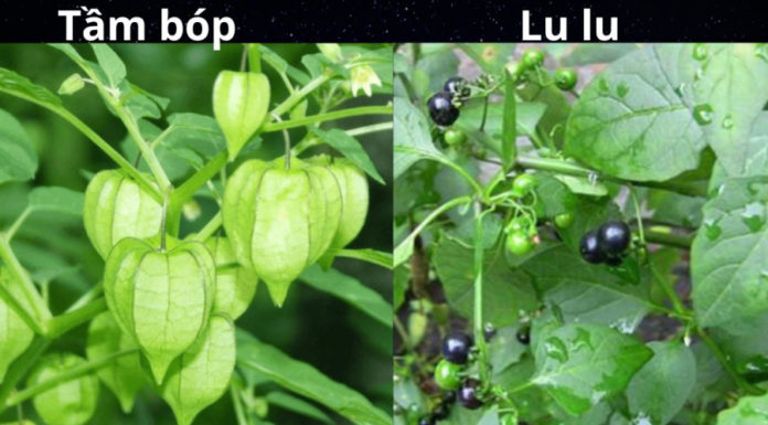 Delicious and nutritious tamarind leaves: tips and tricks for housewives