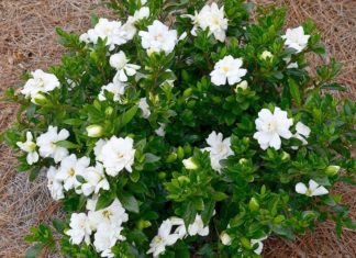 7 Fragrant Aromatic Trees to Plant Indoors for Relaxation and Mood Improvement