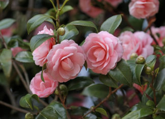 The perfect guide to make your Camellia plant bloom beautifully for Tet holiday with big, vibrant flowers, bringing luck and prosperity.