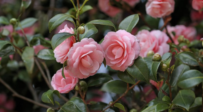 The perfect guide to make your Camellia plant bloom beautifully for Tet holiday with big, vibrant flowers, bringing luck and prosperity.
