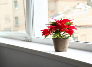 Gifts of Feng Shui to Avoid Giving if You Don’t Want to Lose Fortune and Relationships