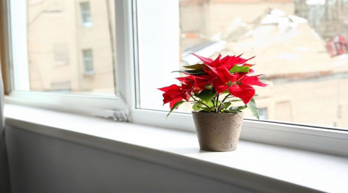 Gifts of Feng Shui to Avoid Giving if You Don’t Want to Lose Fortune and Relationships