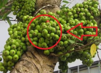 Ancestors’ Advice: 3 Types of Plants that Wither and Die in front of Your House, Planting Behind the House Will Keep Wealth Prosperous for 3 Generations