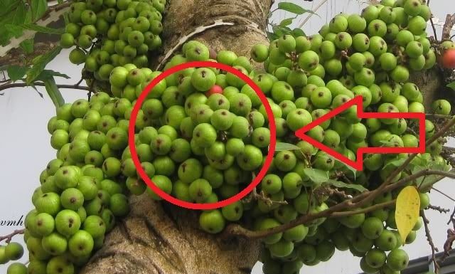 Ancestors’ Advice: 3 Types of Plants that Wither and Die in front of Your House, Planting Behind the House Will Keep Wealth Prosperous for 3 Generations