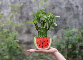 7 Lucky Charm Houseplants for 2024, Plant at Least 1 Type for Prosperity and Wealth