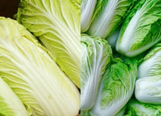 Which is better: green or white cabbage? Many experienced housewives are also surprised
