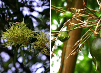 My Garden Has 4 Types of Trees Suddenly Blooming, Especially Type 1