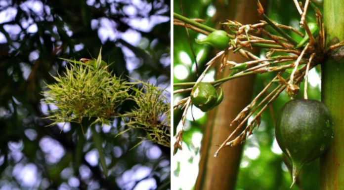 My Garden Has 4 Types of Trees Suddenly Blooming, Especially Type 1
